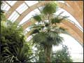 The Winter Gardens 
