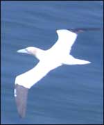 Gannet