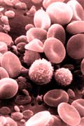 Red blood cells, biconcave disc shapes, as seen under a scanning electron microscope