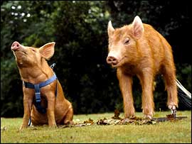 The production used both real pigs and animatronics to create the Tamwoth Two