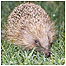 Hedgehog