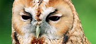 an image of a Tawny Owl.