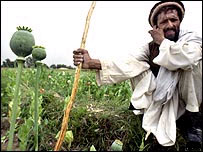 مزرعه در افغانستان