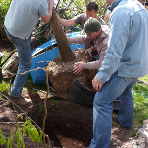 Toby Buckland plants the Torbay Palm tree