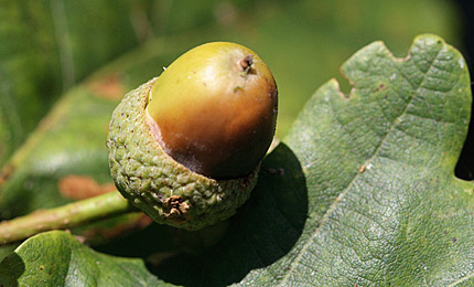 BBC Radio Foyle - Breathing Places Gallery
