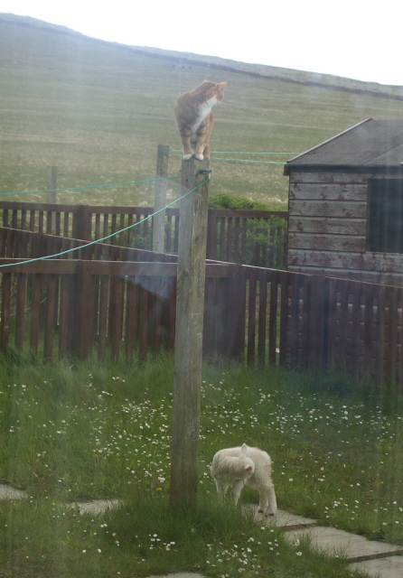Someone snapped this pic of a cat up a clothes pole taking refuge from the lamb.