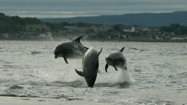This picture was taken by Lesley Garven of Auckinleck at Chanonry Point in Fortrose. She says, "I had to get up at 4am to catch the tide but getting this shot made it totally worth it. The dolphins put on an amazing display."
