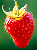 Start pruning your raspberries