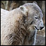 Knut comemorando um ano com seu 'bolo' no zoológico de Berlim
