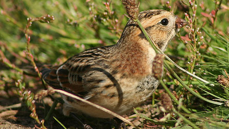 Lapland Bunting by Mike McCarthy