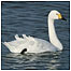 Bewick Swan c/o RSPB Images and Richards