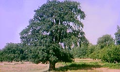 Oak tree