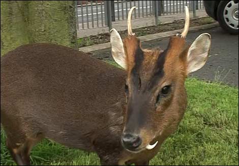 Muntjac deer