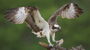 Osprey by Nature Picture Library