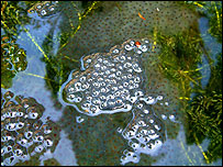 Frogspawn, copyright Margaret Barton