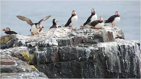 Puffins on Staple Island, Farnes c/o Sue Wilkinson