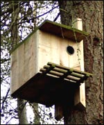 Squirrel nest box