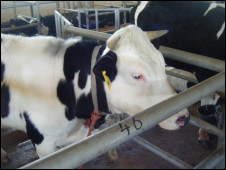 A dairy cow on the farm