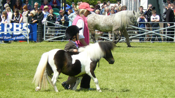 This young rider proudly displays his horse in Friday's Grand Parade.