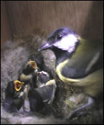A Great Tit and chicks in a nest box