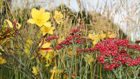 Detail from the sunny side of Graces with Grace by Sue Beesley