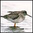 Redshank c/o RSPB