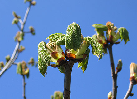 Photo by Roger Stewart