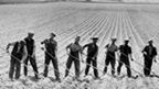 A line of farm workers with hoes at work in a large ploughed field.