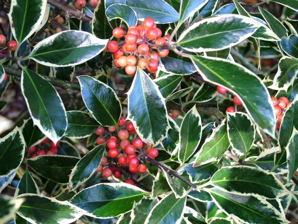 Ilex aquifolium ‘Handsworth New Silver’ AGM
