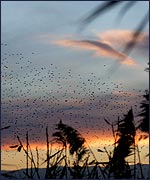 Starlings over Westhay (Lynne Newton)