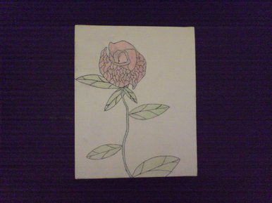 A Beautiful Rose For A Beautiful Person