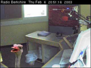 Ostrich in the studio