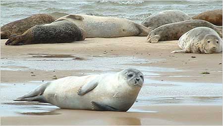 Seals c/o Bean's Boat Trips Blakeney