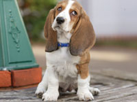 Basset hound dog