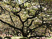 A tree in Wistmans Wood