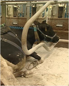 Cow weaing a methane sniffing backpack