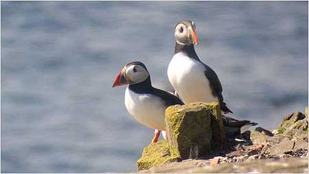 Puffins