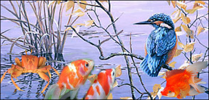 کب خوړونکی
