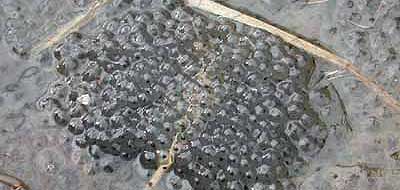 frogspawn