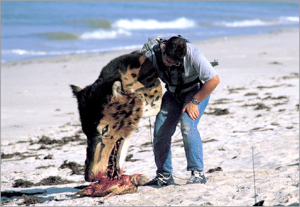 Model andrewsarchus head