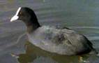 Coot, copyright owned by BBC.