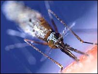 پشه عامل اصلی انتقال مالاريا است