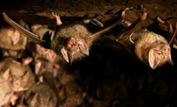 Vampire bats in cave