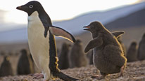 An Adélie penguin guides its chick