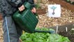 A busy allotment