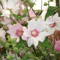 Lavatera 'Barnsley'