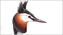 Great Crested Grebe c/o rspb Mike Langman