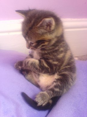 Kitten