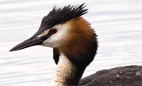 Great crested grebe. Photo: T. John Bennett