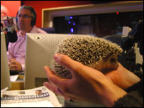 Albino Hedgehog